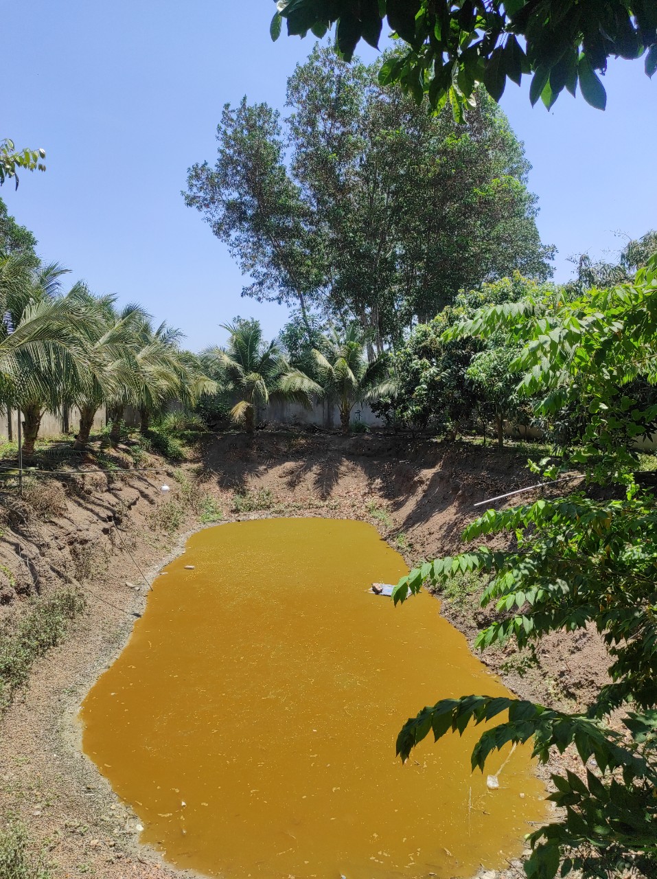 CƠ HỘI TỐT ĐỂ SỞ HỮ LÔ ĐẤT VƯỜN TRÁI CÂY CỰC HIẾM VÀ ĐẸP TẠI XÃ TÂY HÒA - HUYỆN TRẢNG BOM . 11470574