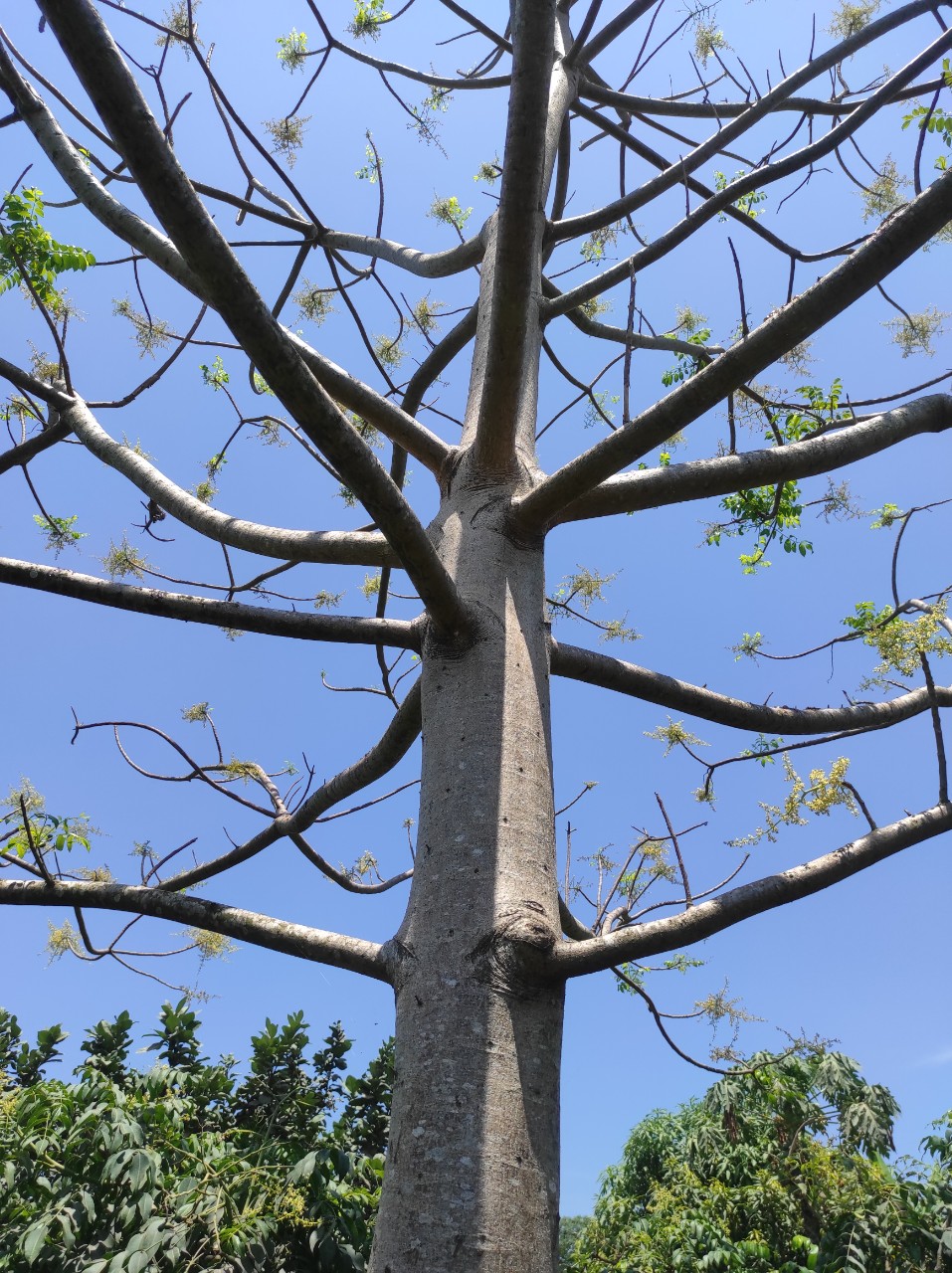 CƠ HỘI TỐT ĐỂ SỞ HỮ LÔ ĐẤT VƯỜN TRÁI CÂY CỰC HIẾM VÀ ĐẸP TẠI XÃ TÂY HÒA - HUYỆN TRẢNG BOM . 11470574