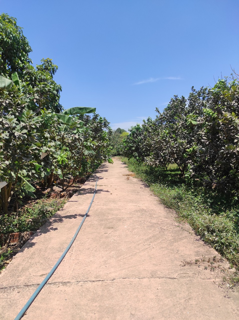 CƠ HỘI TỐT ĐỂ SỞ HỮ LÔ ĐẤT VƯỜN TRÁI CÂY CỰC HIẾM VÀ ĐẸP TẠI XÃ TÂY HÒA - HUYỆN TRẢNG BOM . 11470574