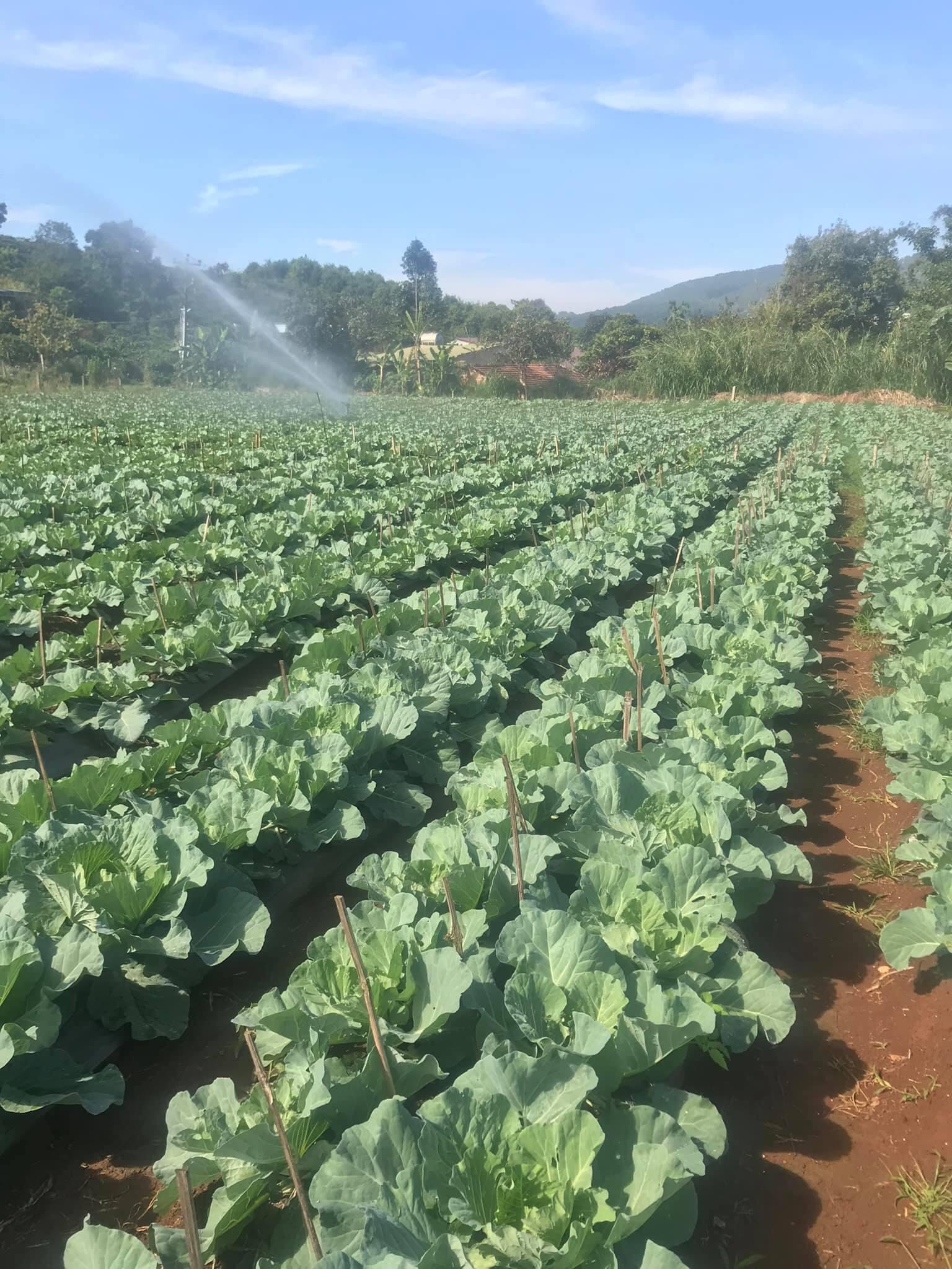 CẦN BÁN LÔ ĐẤT TẠI THÔN THANH HÀ - ĐÔNG THANH - LÂM HÀ. LIÊN HỆ: 0934193315 11483037