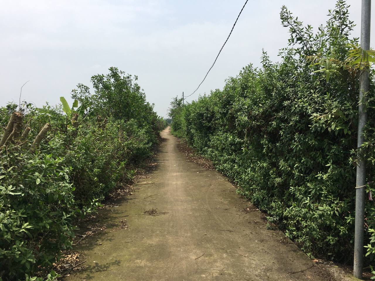 CẦN BÁN GẤP 388M2 ĐẤT 50 NĂM CÓ SỔ ĐỎ CHÍNH CHỦ TẠI YÊN MĨ - THANH TRÌ 11513566