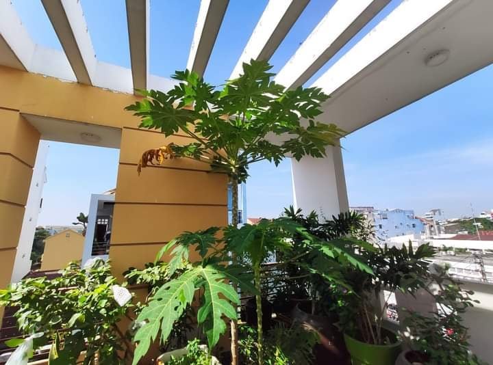 Bán nhà  hẻm 10m Hoàng Việt - Út Tịch, dt 100m2 (4.5x22m), 4T, 16,5 tỷ 11519915