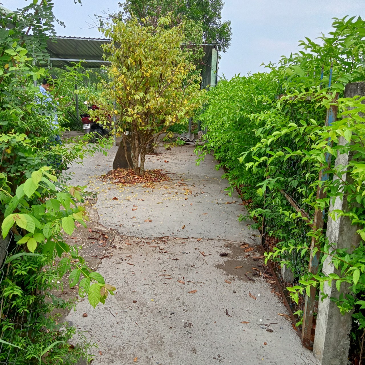 Nhanh Tay Để Sở Hữu Lô Đất Đẹp Tại Xã Phước Lâm - Huyện Cần Giuộc - Tỉnh Long An . 11543932