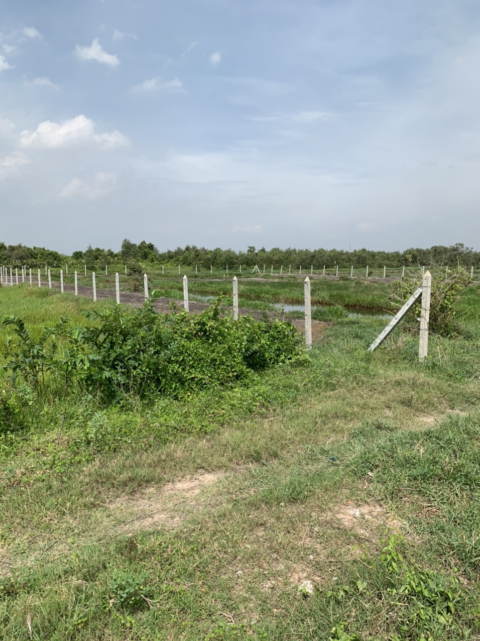 CHÍNH CHỦ BÁN LÔ ĐẤT DIỆN TÍCH 2993M2, CẠNH CTY MAY TÂN TIẾN – TÂN THẠNH ĐÔNG, CỦ CHI, HCM. 11561184