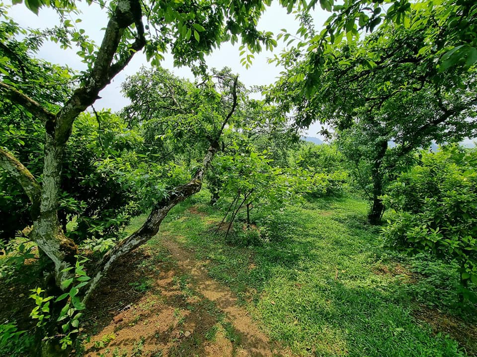 CHÍNH CHỦ BÁN 3850M2 ĐẤT CẠNH KHU RỪNG THÔNG BẢN ÁNG, HUYỆN MỘC CHÂU, TỈNH SƠN LA. LH: 0965468266 11563718