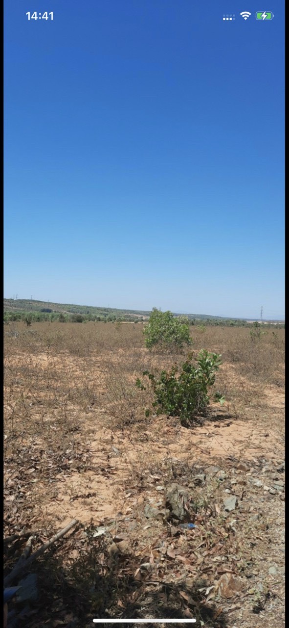 CẦN SANG NHƯỢNG 20HA ĐẤT TẠI XÃ HỒNG PHONG, BẮC BÌNH, BÌNH THUẬN. 11570022