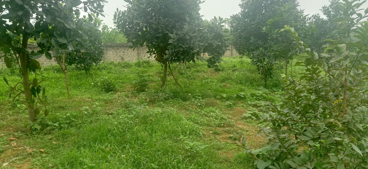 BÁN ĐẤT TẶNG NHÀ 2 TẦNG THÔN 7 BA TRẠI BA VÌ HÀ NỘI 11588666