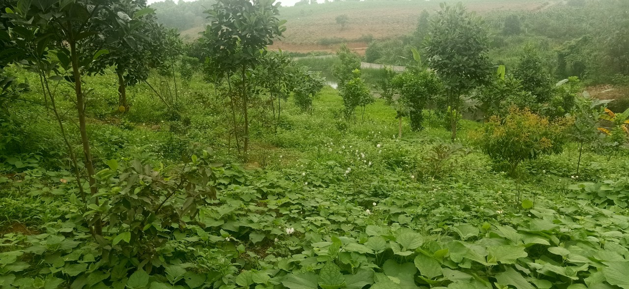 BÁN ĐẤT TẶNG NHÀ 2 TẦNG THÔN 7 BA TRẠI BA VÌ HÀ NỘI 11588666