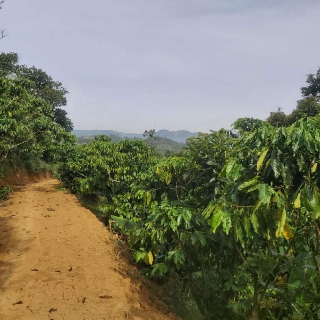 CHỦ CẦN BÁN GẤP 5 SÀO HOẶC 1,5HA ĐẤT TẠI THÔN 9, TÂN LẠC, BẢO LÂM, LÂM ĐỒNG 11591383