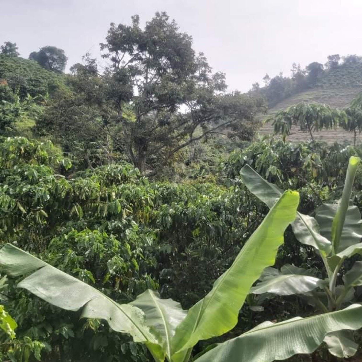 CHỦ CẦN BÁN GẤP 5 SÀO HOẶC 1,5HA ĐẤT TẠI THÔN 9, TÂN LẠC, BẢO LÂM, LÂM ĐỒNG 11591383