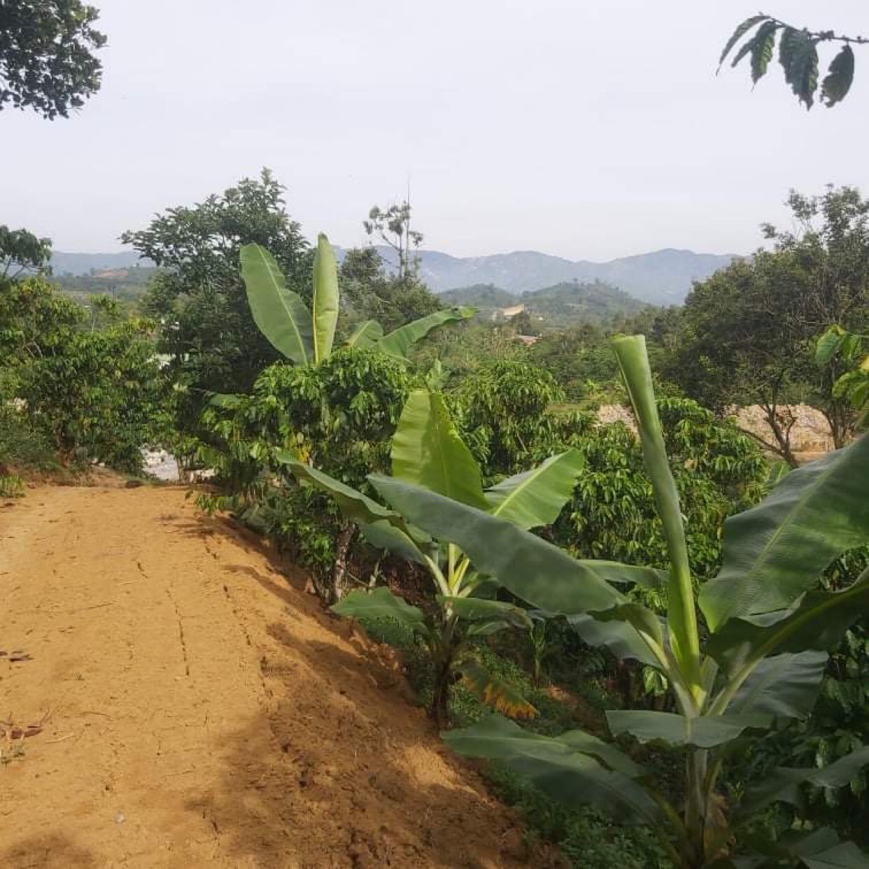 CHỦ CẦN BÁN GẤP 5 SÀO HOẶC 1,5HA ĐẤT TẠI THÔN 9, TÂN LẠC, BẢO LÂM, LÂM ĐỒNG 11591383