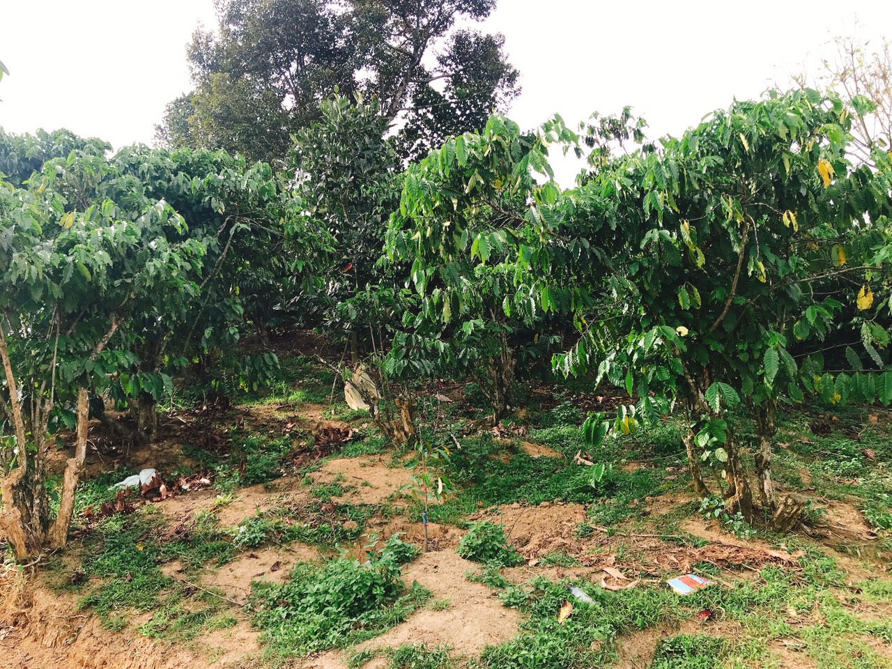 CHỦ CẦN BÁN GẤP 5 SÀO HOẶC 1,5HA ĐẤT TẠI THÔN 9, TÂN LẠC, BẢO LÂM, LÂM ĐỒNG 11591383