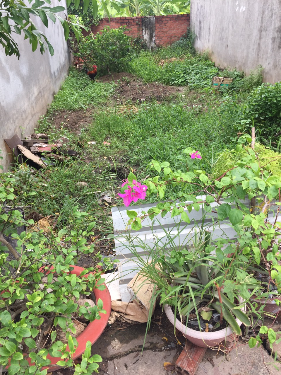 HÀNG HIẾM - TÔI CẦN BÁN GẤP LÔ ĐẤT DT 54.8M2 - P.LONG THẠNH MỸ, Q9 - TP.THỦ ĐỨC. LH: 0972729033 - 11627987