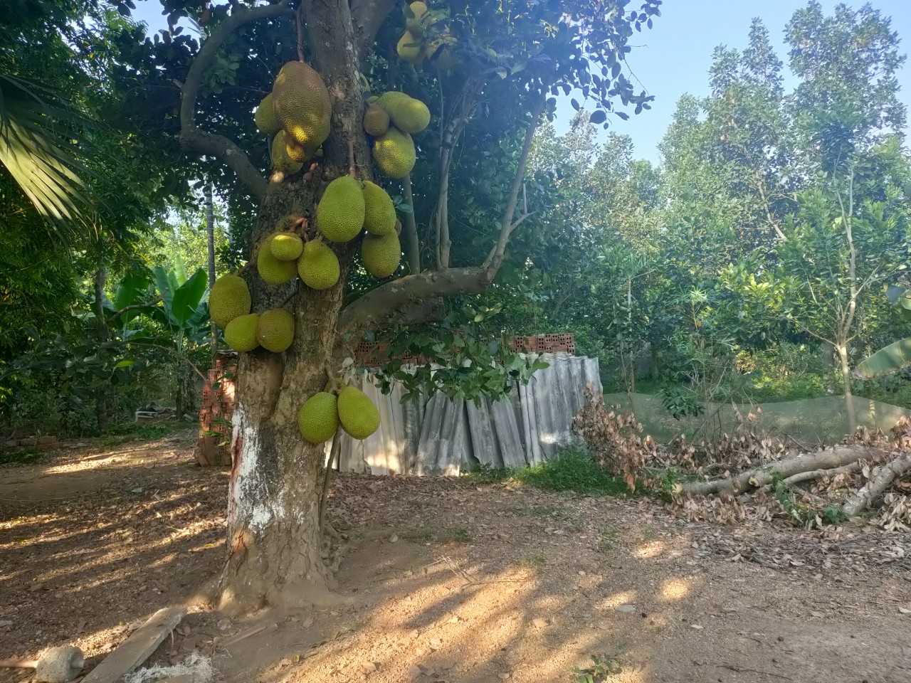 CHÍNH CHỦ CẦN BÁN ĐẤT THẠCH THẤT 11641224