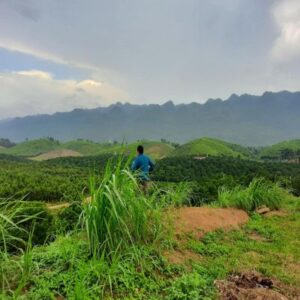 CHÍNH CHỦ CẦN BÁN ĐẤT VƯỜN TRỒNG CAM VÀ BƯỞI TẠI XÃ HƯƠNG NHƯỢNG - HUYỆN LẠC SƠN - TỈNH HOÀ BÌNH 11656272