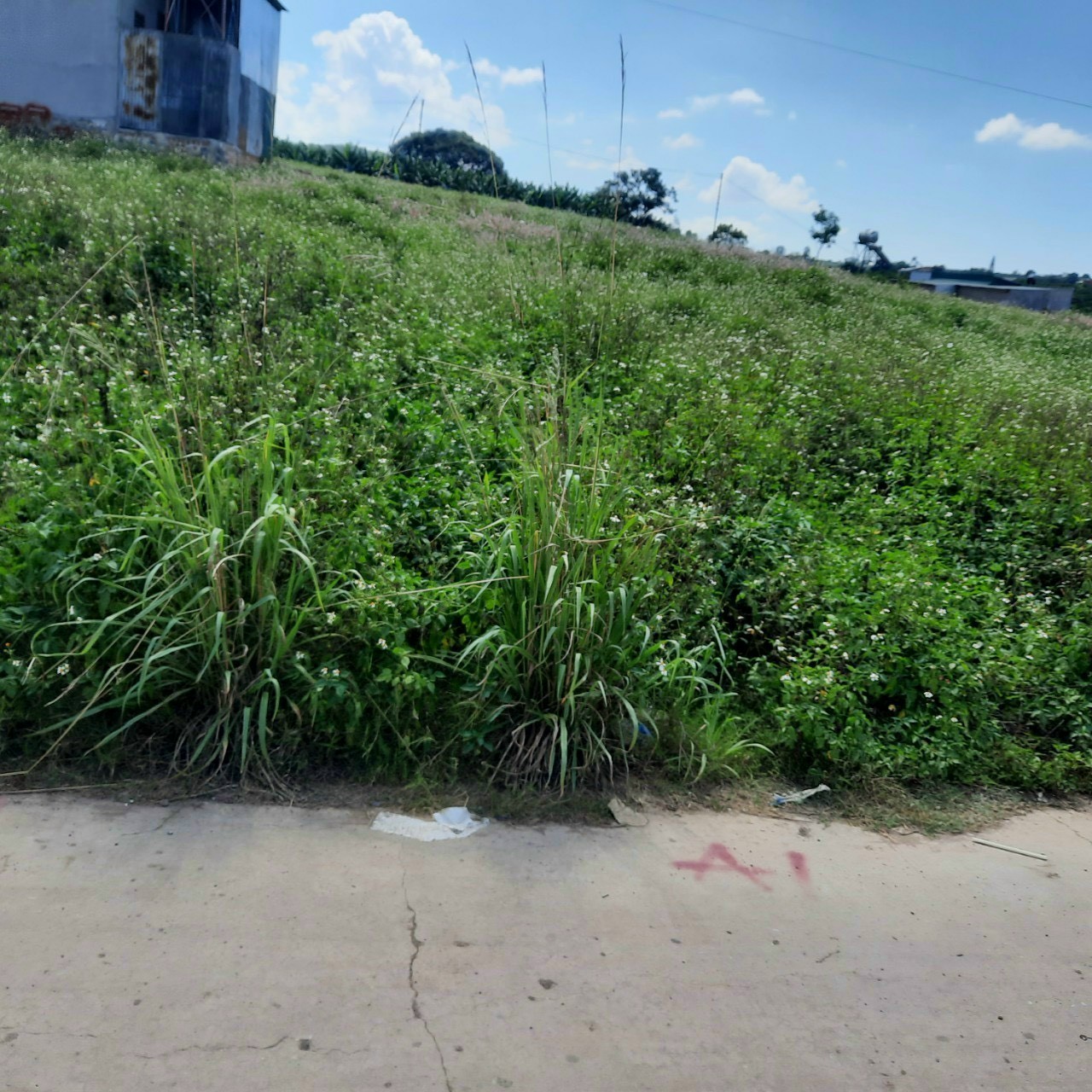 BÁN LÔ ĐẤT ĐẸP HẺM CÂY SỐ 5, LIÊN HIỆP, ĐỨC TRỌNG, LÂM ĐỒNG 11667940