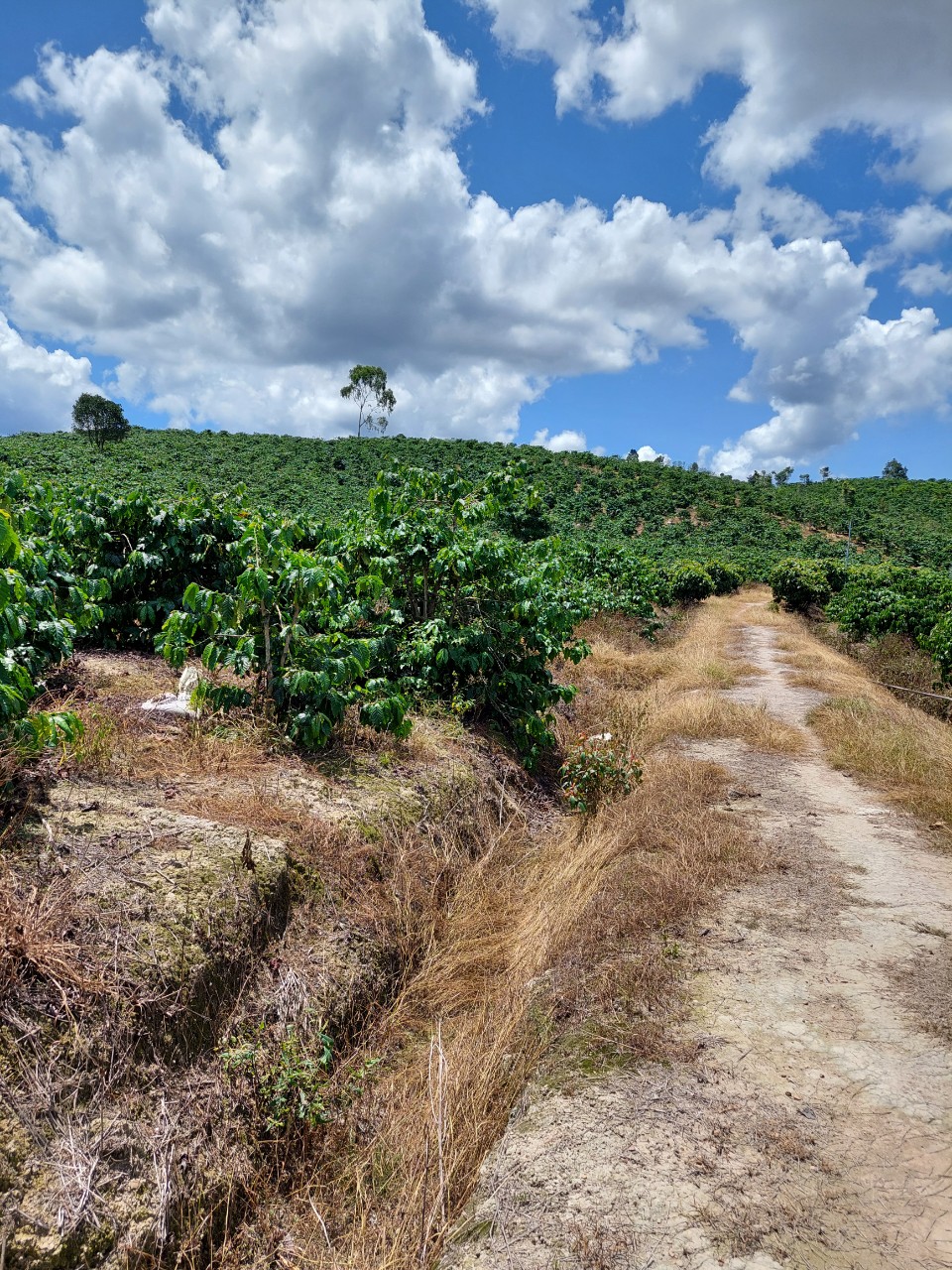 CẦN BÁN LÔ ĐẤT ĐẸP THÔN HAI BÀ TRƯNG, XÃ NAM HÀ, HUYỆN LÂM HÀ, LÂM ĐỒNG.LIÊN HỆ TRỰC TIẾP : 11727097