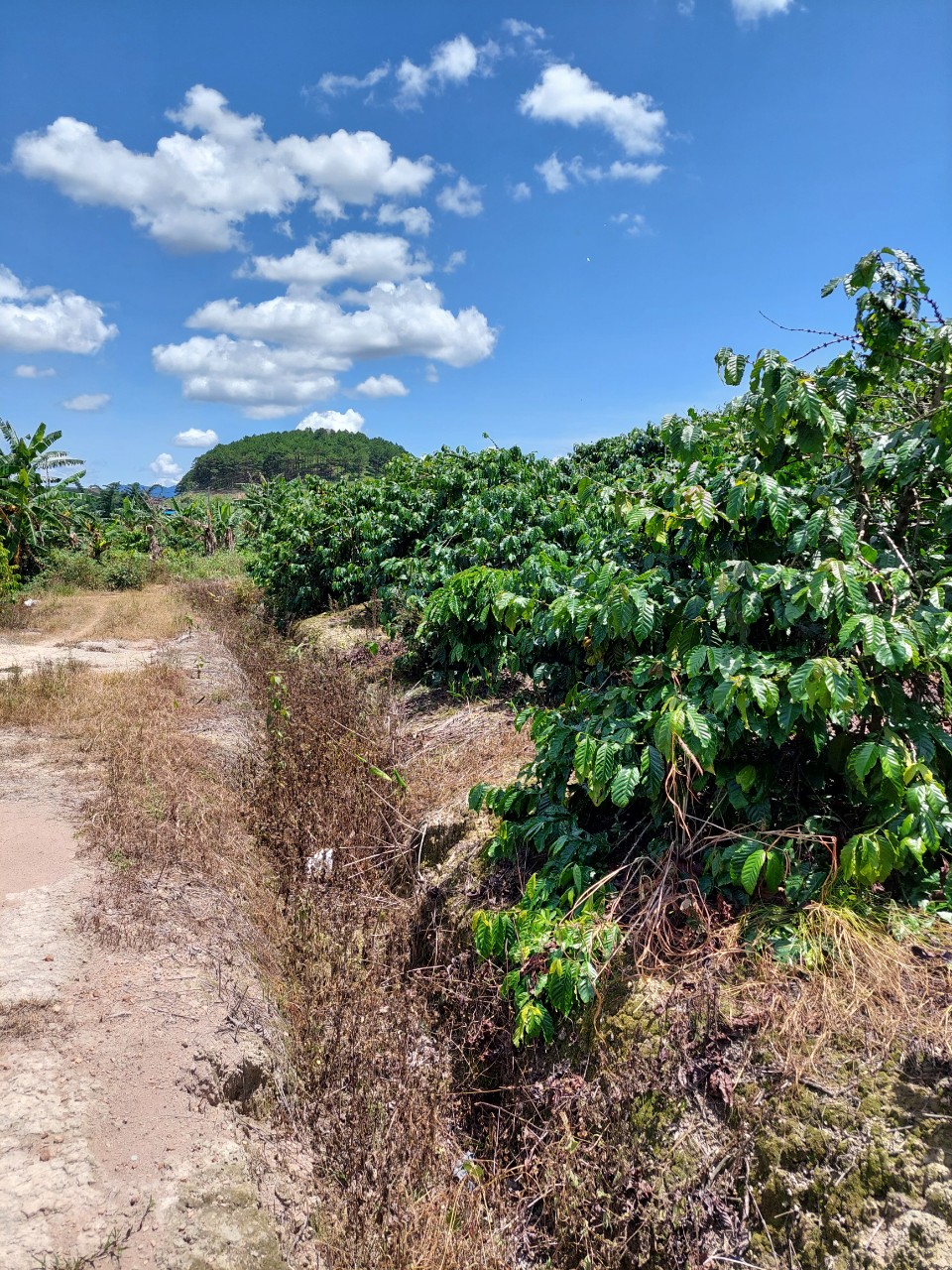 CẦN BÁN LÔ ĐẤT ĐẸP THÔN HAI BÀ TRƯNG, XÃ NAM HÀ, HUYỆN LÂM HÀ, LÂM ĐỒNG.LIÊN HỆ TRỰC TIẾP : 11727097