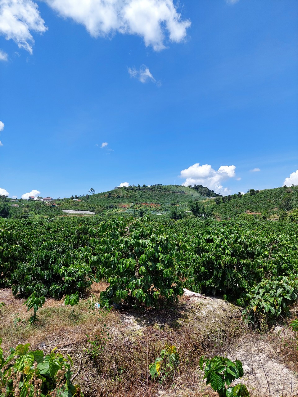 CẦN BÁN LÔ ĐẤT ĐẸP THÔN HAI BÀ TRƯNG, XÃ NAM HÀ, HUYỆN LÂM HÀ, LÂM ĐỒNG.LIÊN HỆ TRỰC TIẾP : 11727097