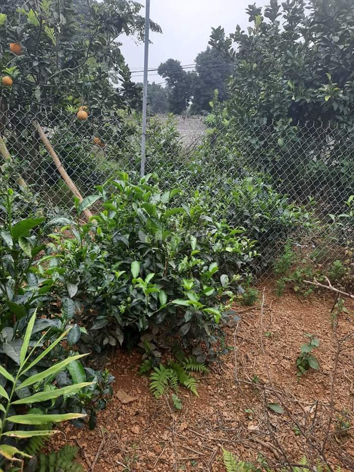 Chính chủ cần bán thổ đất tại Ba Vì - Ba Vì Hà Nội 11745962