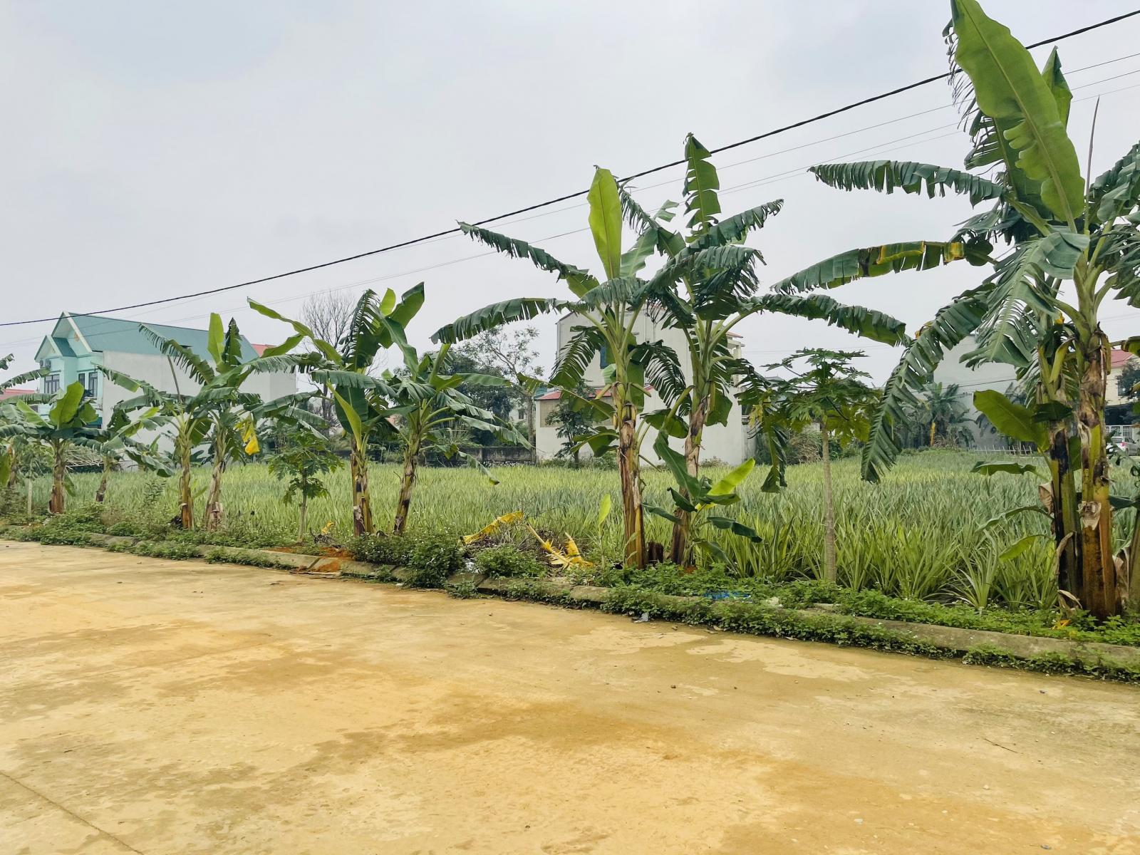 CHỦ CẦN BÁN 2 LÔ LK MẶT ĐƯỜNG TRẦN HƯNG ĐẠO, DÃY 12 TỔ 18, P. BẮC SƠN, TP TAM ĐIỆP - NINH BÌNH 12286009