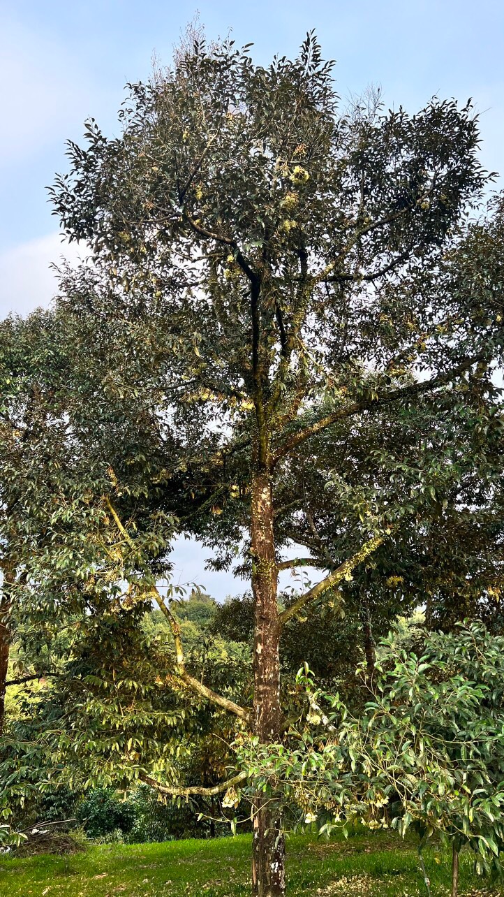 Cần ra lô đất toạ lạc tại xã Hà Lâm huyện Đạ Huoai tỉnh Lâm Đồng 12318550