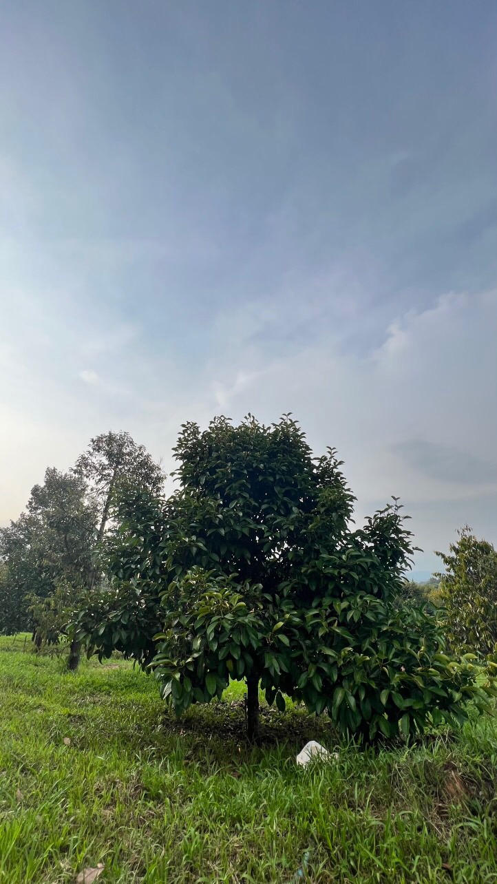 Cần ra lô đất toạ lạc tại xã Hà Lâm huyện Đạ Huoai tỉnh Lâm Đồng 12318550