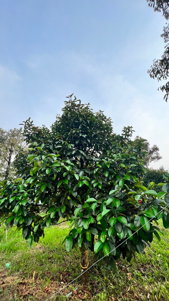 Cần ra lô đất toạ lạc tại xã Hà Lâm huyện Đạ Huoai tỉnh Lâm Đồng 12318550