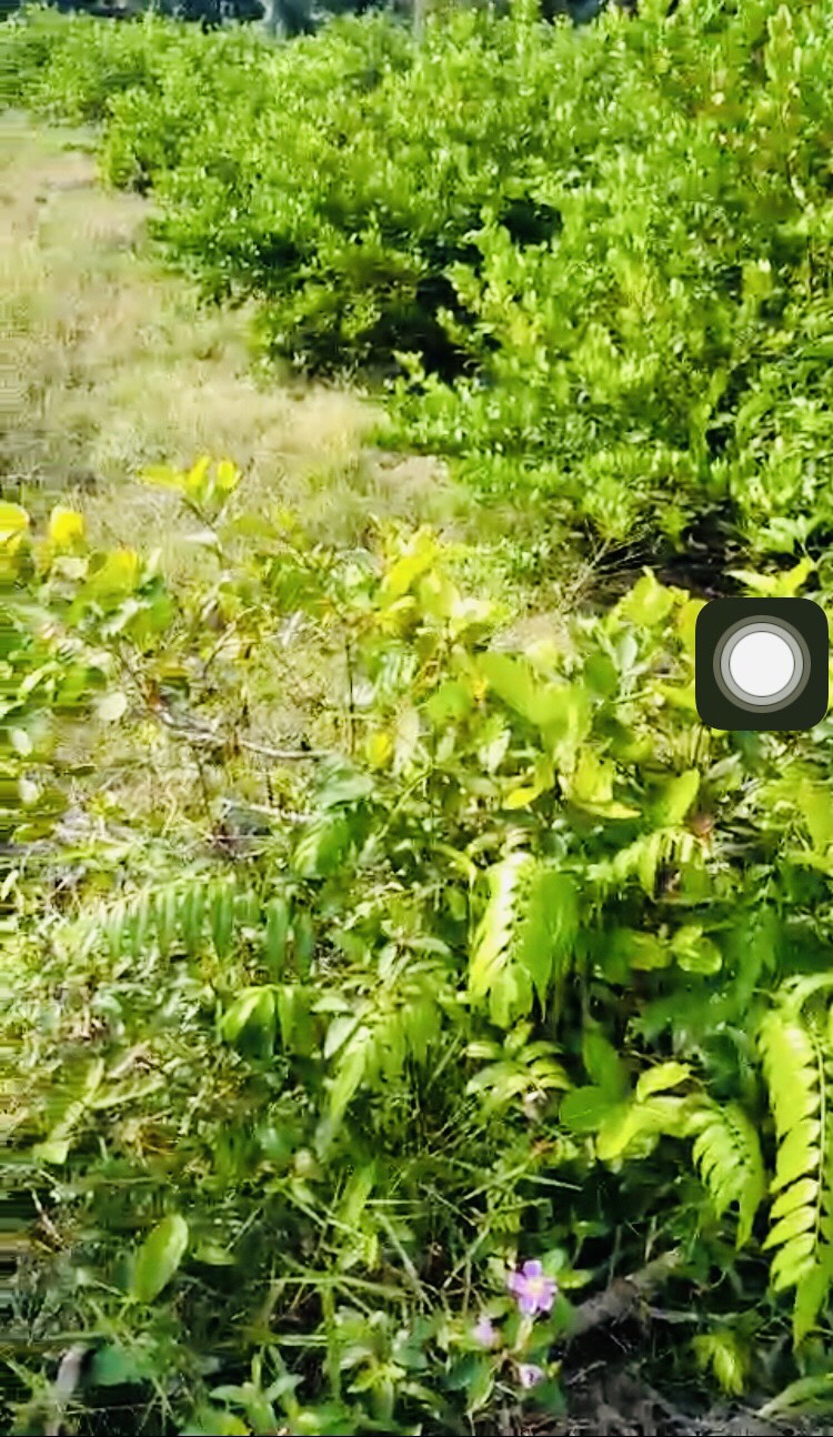 560tr rẻ nhất Hựu Thạnh Đức Hòa Long An hàng đầu tư Hot nhất rẻ nhất đường đá 4m chuẩn bị lên bên 12331454