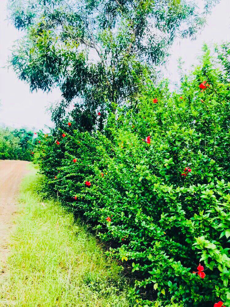 1.3 tỷ chốt 1.1 tỷ (24x43m) 1003.7m2  đất vườn 2 mặt tiền xuân bắc- xuân lộc- đồng nai 12353052