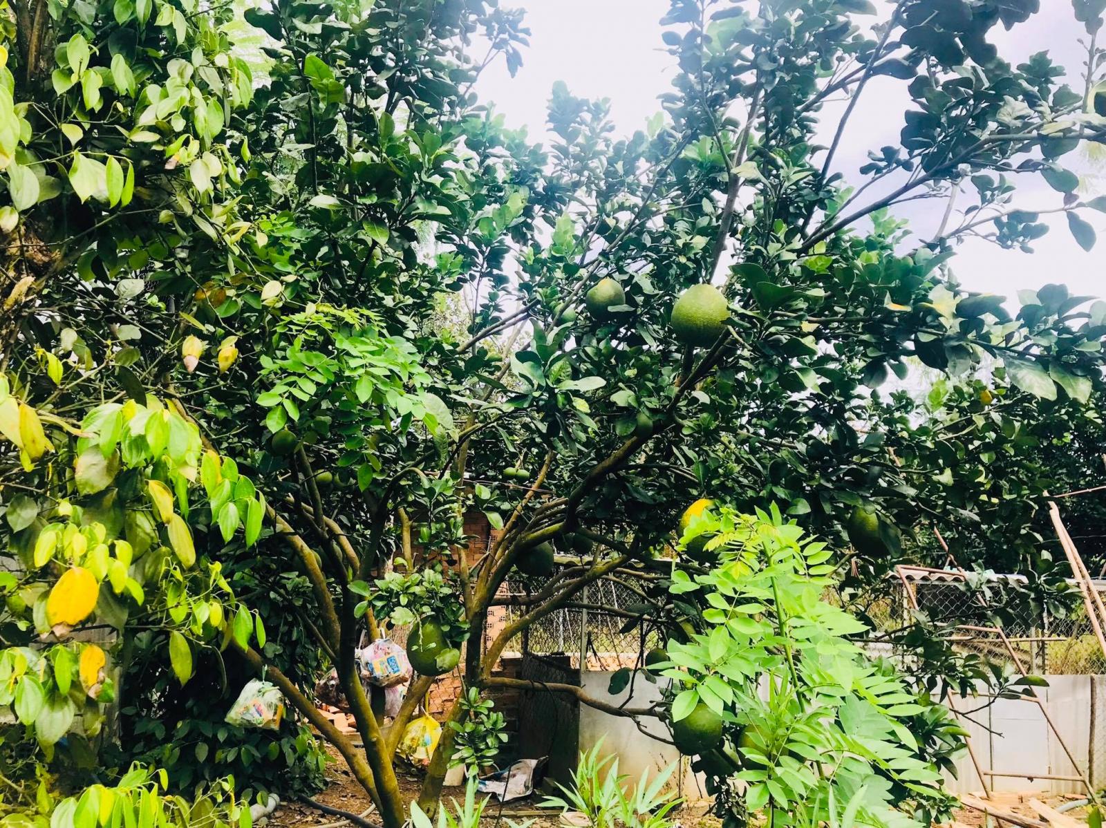 1.3 tỷ chốt 1.1 tỷ (24x43m) 1003.7m2  đất vườn 2 mặt tiền xuân bắc- xuân lộc- đồng nai 12353052