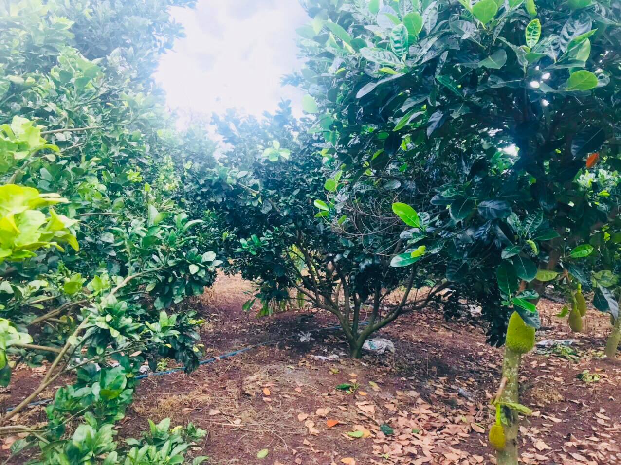 1.3 tỷ chốt 1.1 tỷ (24x43m) 1003.7m2  đất vườn 2 mặt tiền xuân bắc- xuân lộc- đồng nai 12353052