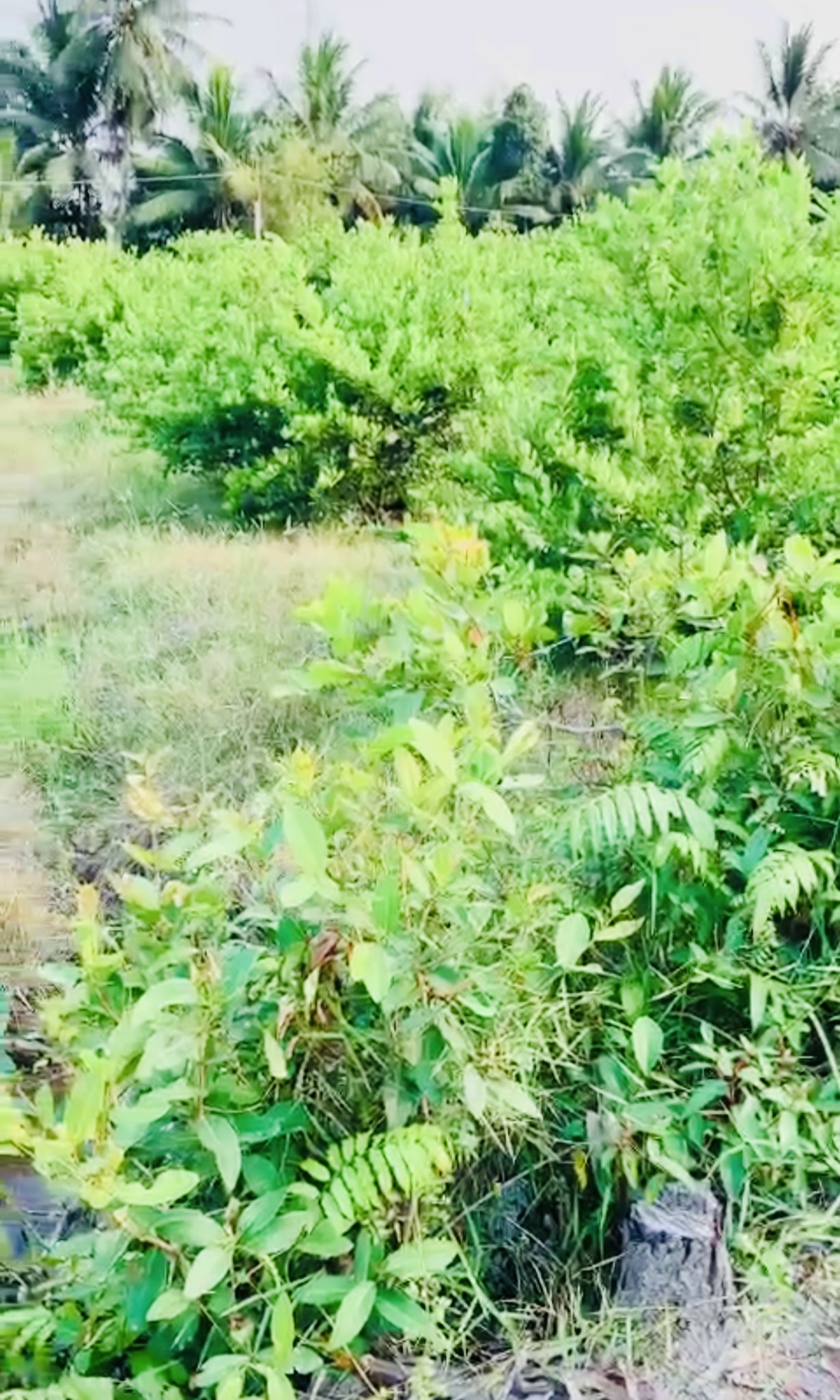 120m2 thổ cư đức hòa long an hựu thạnh công chứng gấp từ 700tr hạ gấp 560tr chốt 12418801