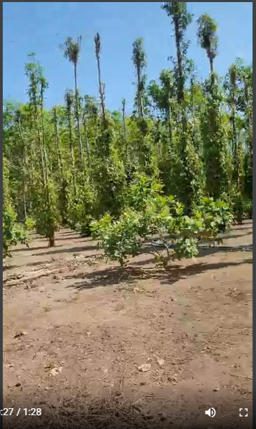 Chính chủ cần bán mảnh đất xã Tân Lâm, Huyện Xuyên Mộc, Bà Rịa Vũng Tàu. 12462392