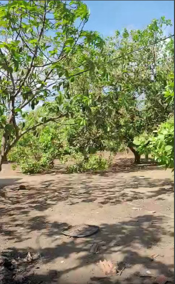 Chính chủ cần bán mảnh đất xã Tân Lâm, Huyện Xuyên Mộc, Bà Rịa Vũng Tàu. 12462392