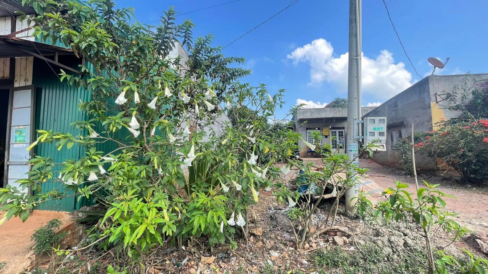 Chính chủ bán đất Suối Thông A2 – xã Đạ Ròn – Đơn Dương – Lâm Đồng 12491841