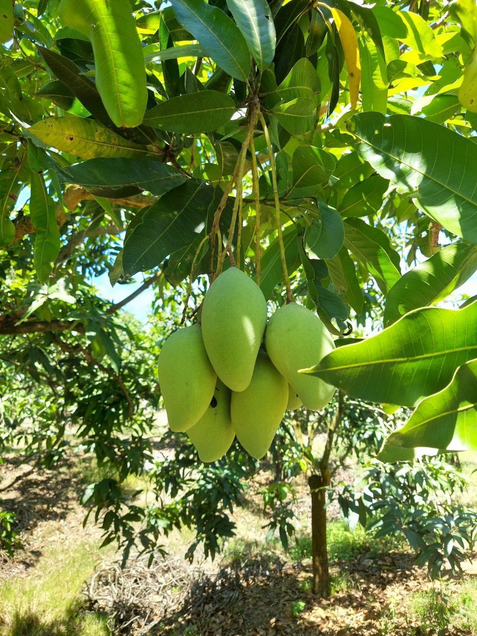 1156m2 đất vườn tại định quán đồng nai sẵn bưởi, mít, xoài xanh mướt giá 999tr 12594411