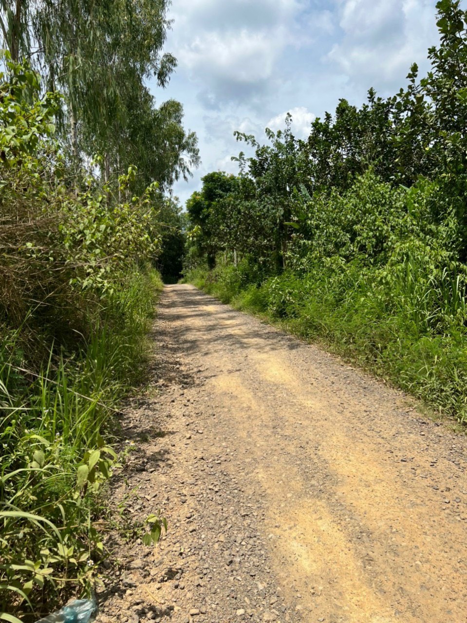 1156m2 đất vườn tại định quán đồng nai sẵn bưởi, mít, xoài xanh mướt giá 999tr 12594411