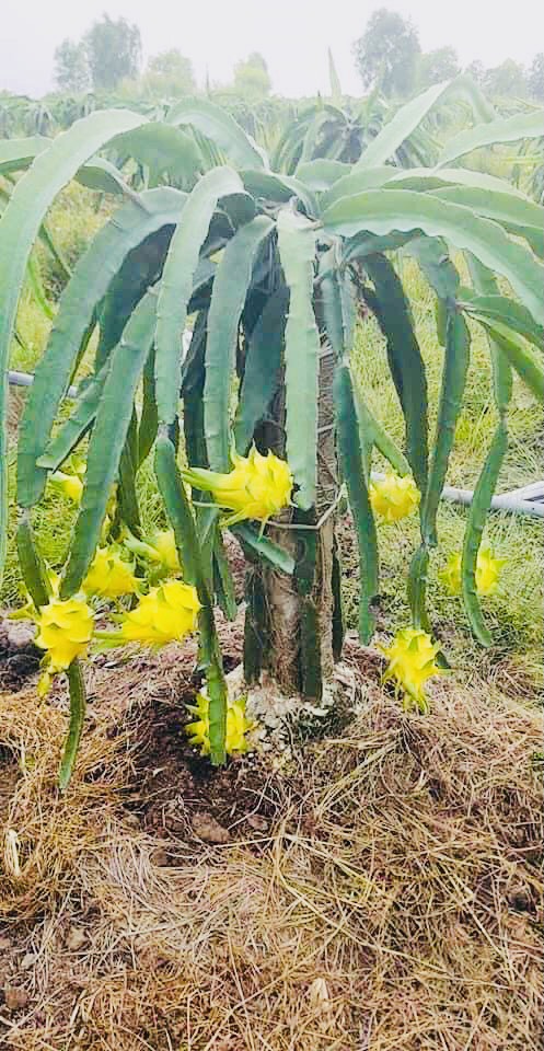 140m2 (5*28) đất ở xây nhà chính chủ cần tiền bán gấp 600tr hạ chốt 540tr KTL bán 2 lô liền kề 12594686