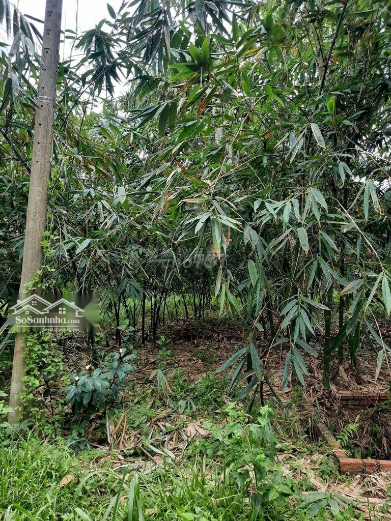 CHÍNH CHỦ CẦN BÁN GẤP LÔ ĐẤT VỊ TRÍ TIỀM NĂNG PHÁT TRIỂN SINH LỜI TẠI TRỪ VĂN THỐ, HUYỆN BÀU BÀNG, 12861459