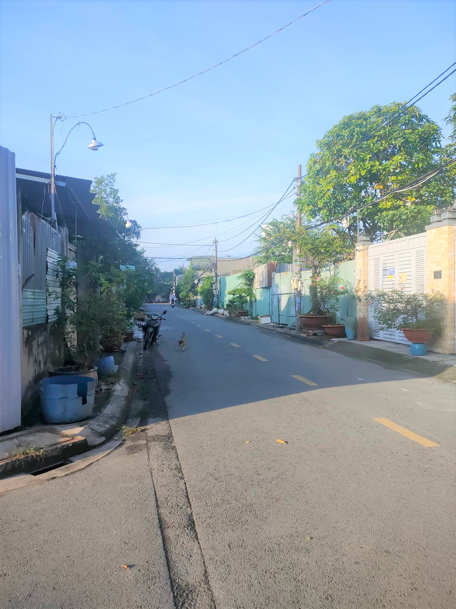 Đất Lớn Gần 1.500m2 Vuông Vắn Thới Tam Thôn Hóc Môn 12884475