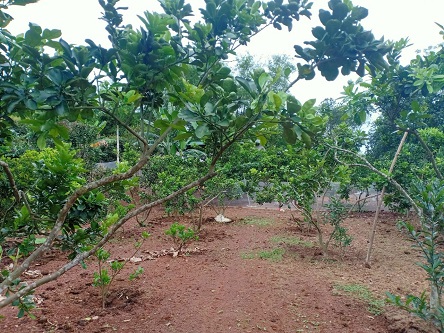 Nhà em chính chủ bán mảnh 1399m vườn CLN, có 250 thổ cư tại Tân Thanh, Lạng Giang, Bắc Giang. 13093316