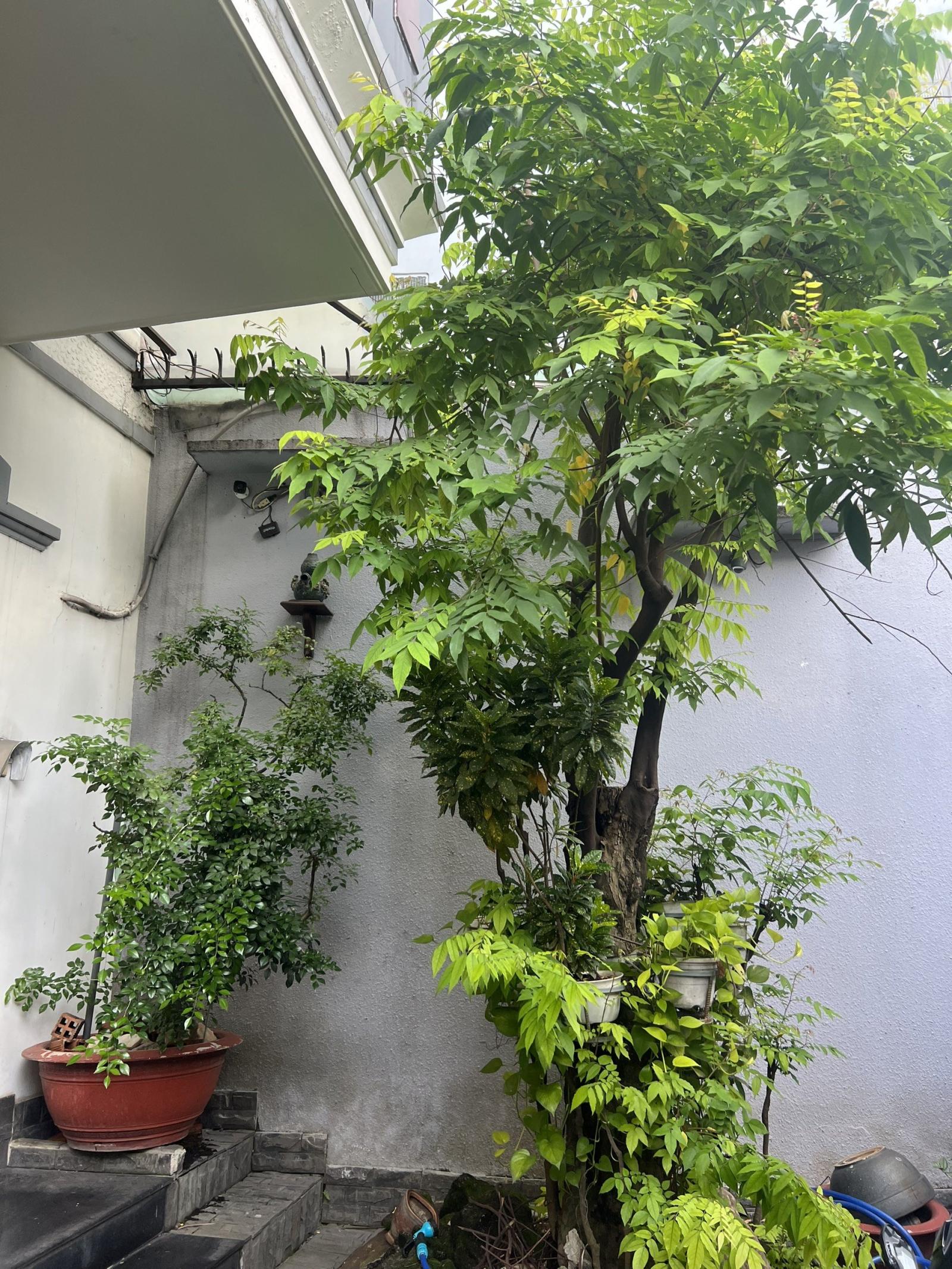 Biệt Thự Cổ trên đường MT Đội Cung, F11, Q11 cần bán gấp 13120160