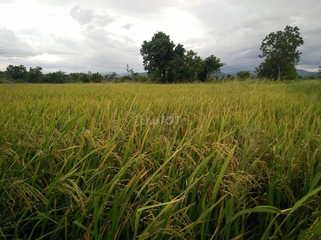 Gia đình cần bán hoặc cho thuê 8.2ha đất vườn tại Liêm An, Xã Hồng Liêm, Hàm Thuận Bắc, Bình Thuận 13259070