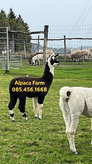 Bán Lạc Đà Alpaca, Alpaca Farm, Alpaca Farm Thảo Điền, Lạc Đà Không Bướu, Lạc Đà Alpaca, Ngựa Pony, 13328252