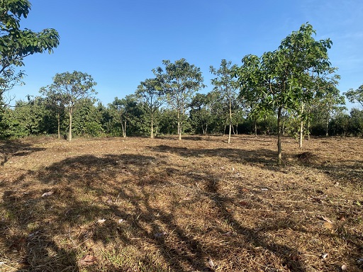 CẦN BÁN LÔ ĐẤT ĐẸP TẠI  Xã Lộc Nam - Huyện Bảo Lâm - Lâm Đồng 13530679