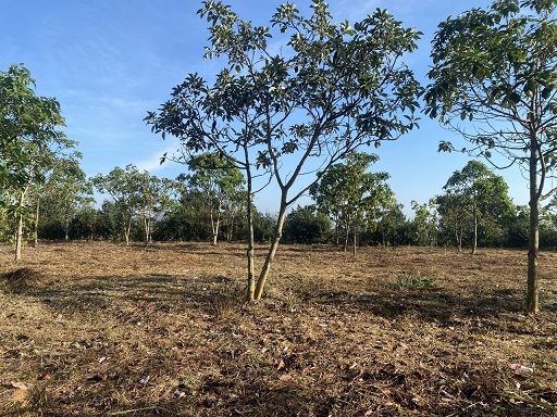 CẦN BÁN LÔ ĐẤT ĐẸP TẠI  Xã Lộc Nam - Huyện Bảo Lâm - Lâm Đồng 13530679