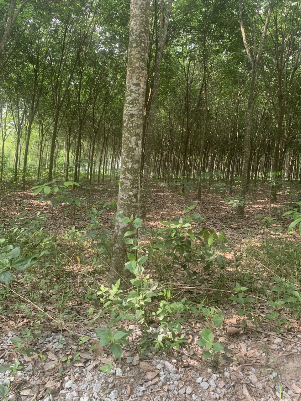 BÁN ĐẤT TRỒNG CÂY LÂU NĂM 13608870