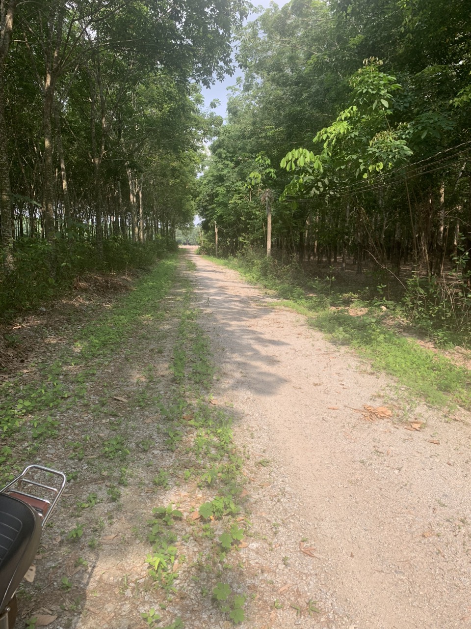 BÁN ĐẤT TRỒNG CÂY LÂU NĂM 13608870