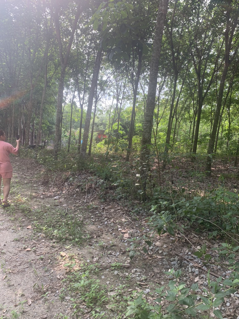 BÁN ĐẤT TRỒNG CÂY LÂU NĂM 13608870